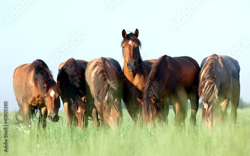 Photo: Group of wild horses in field at morning. Group of wild horses in field at morning.