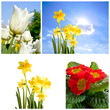 Spring Flowers