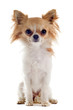 chihuahua poil long