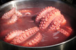 Pulpo