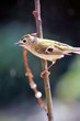 paruline