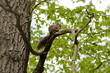 Eichhörnchen am Baum