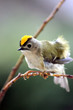 paruline