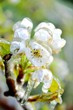 Eiszauber in einer Obstplantage