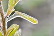 Eiszauber in einer Obstplantage