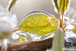Eiszauber in einer Obstplantage