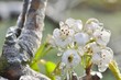 Eiszauber in einer Obstplantage