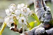 Eiszauber in einer Obstplantage