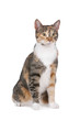 Photo en ligne au meilleur prix cat