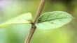Leaves