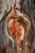 Wounded tree trunk