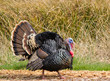 Turkey Tom