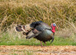 Turkey Tom