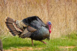 Turkey Tom