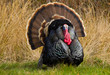 Turkey Tom
