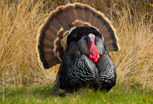 Photo: Turkey Tom Turkey Tom