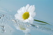 canvas print picture - Blume