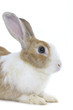 Adorable rabbit isolated