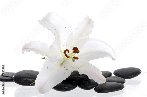 Photo: white lily with spa stone white lily with spa stone