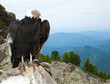Andean condor in wildness area Andean condor in wildness area