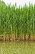Many reed stems with water