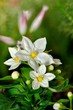 Jasminblüte Jasmin
