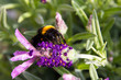 Humble bee