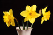 yellow daffodils in a vase yellow daffodils in a vase