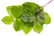 Green leaves concept Green leaves concept