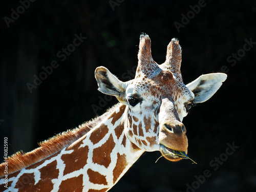 Photo: Giraffe Lunch Giraffe Lunch
