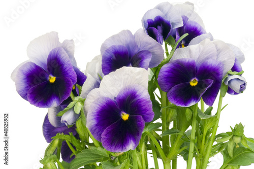 Photo: bush of dark-violet Pansies bush of dark-violet Pansies