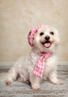 Photo: Trendy pooch Trendy pooch