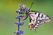 Macaone - Papilio machaon Linnaeus