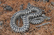 European adder (Vipera berus) - male specimen