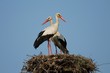 White Stork - couple in the nest