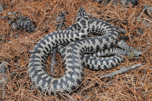 Photo: European adder (Vipera berus) - male specimen European adder (Vipera berus) - male specimen