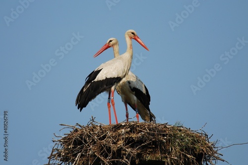 Photo: White Stork - couple in the nest White Stork - couple in the nest