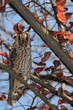 long eared owl (Asio otus) and autumn colors long eared owl (Asio otus) and autumn colors