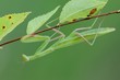 Praying Mantis (Mantis religiosa)