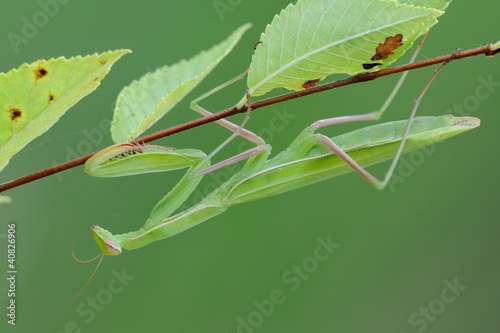 Photo: Praying Mantis (Mantis religiosa) Praying Mantis (Mantis religiosa)