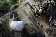 snail