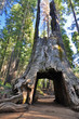 Photo: Baumtunnel Baumtunnel