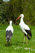 White Stork