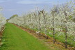Blühende Obstbäume