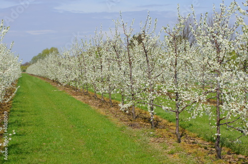 Photo: Blühende Obstbäume Blühende Obstbäume