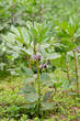 broad bean blooming
