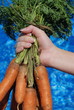 Close-up carrots Close-up carrots