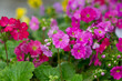 primrose flower blooming