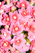background flower