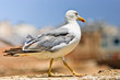 seagull